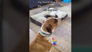 A dog looks imploringly at her owner because the kitten has stolen her bed