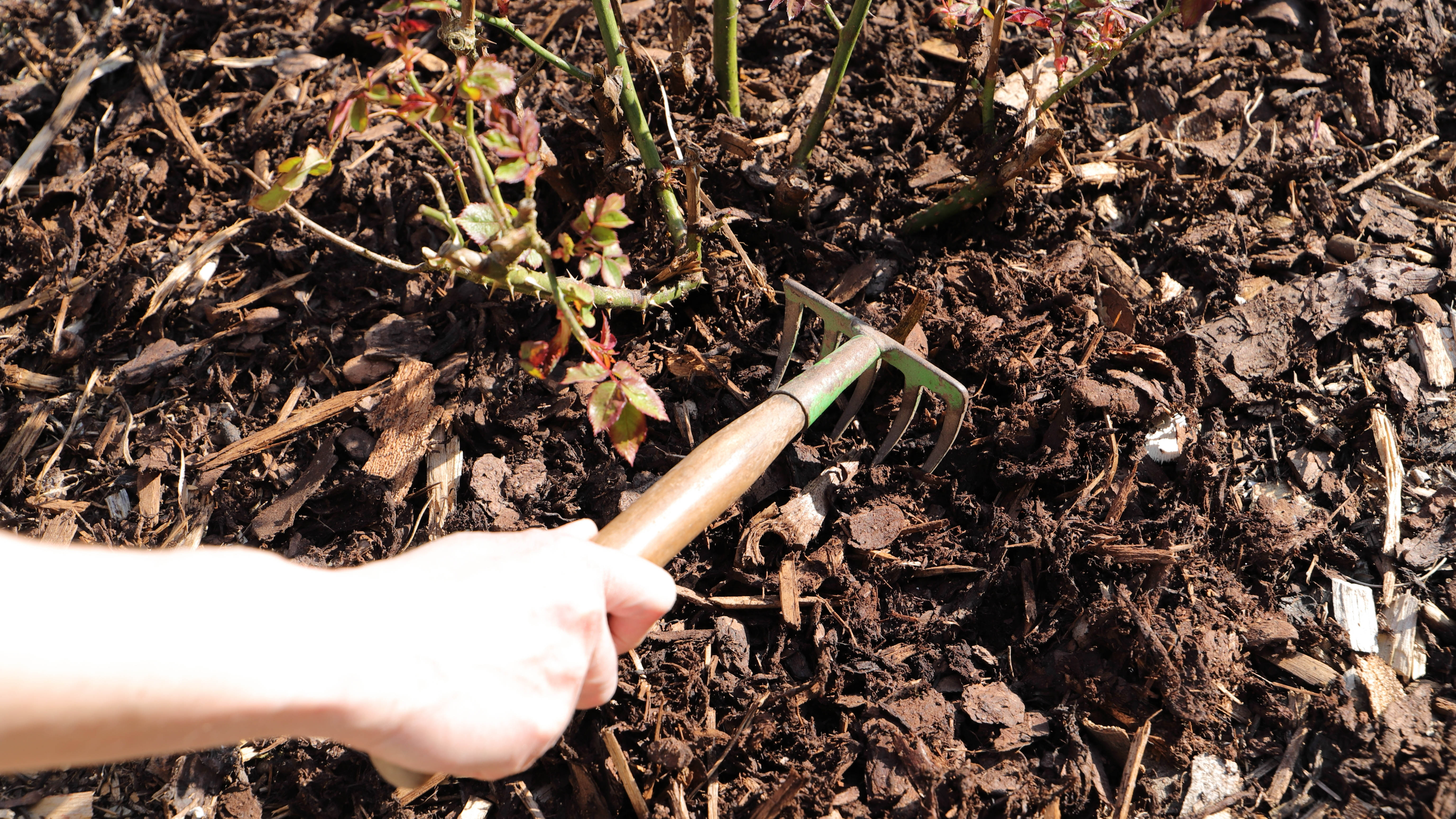 Mulching leaves for soil