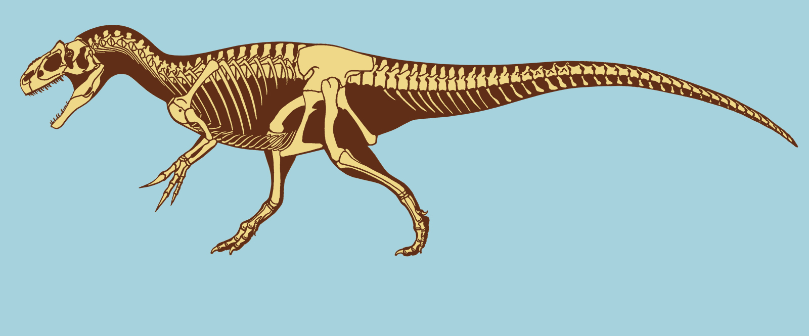 skeleton allosaurus