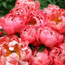 'Coral Charm' peony plants in bloom