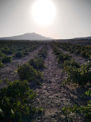 Gavalas Winery in Santorini: part of our wine trails