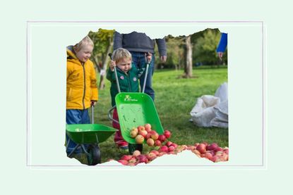 Free National Trust Family Pass: an image of children harvesting apples at a National Trust property