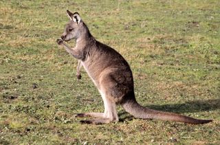An eastern gray kangaroo eats with its left paw.