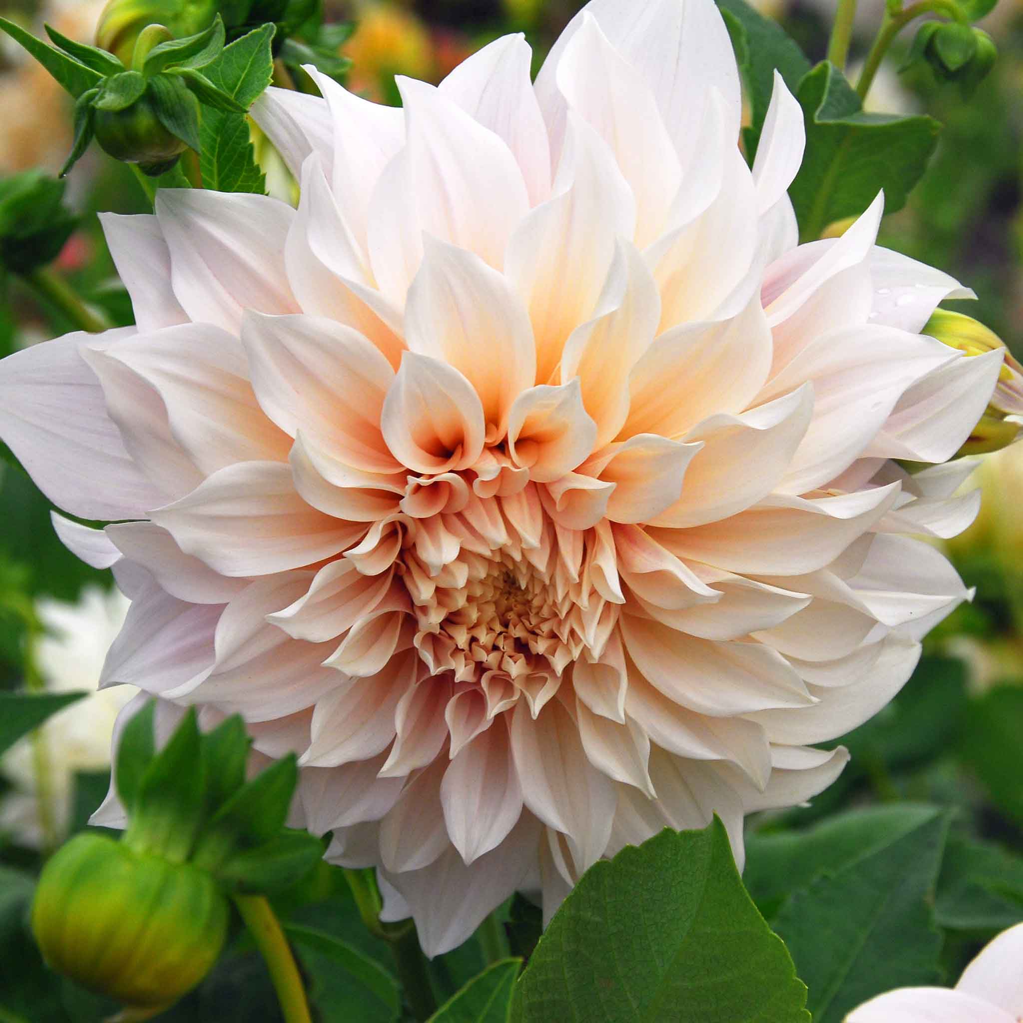 Dahlia Tubers (dinnerplate) - Cafe Au Lait
