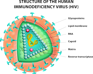 diagram of an HIV particle