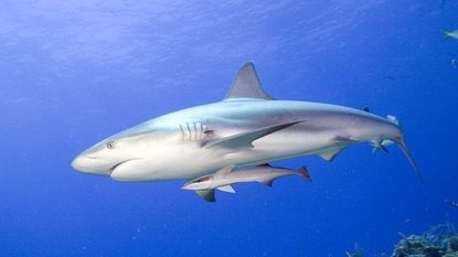 Body of water, Fluid, Nature, Organism, Underwater, Vertebrate, Shark, Requiem shark, Liquid, Fin, 