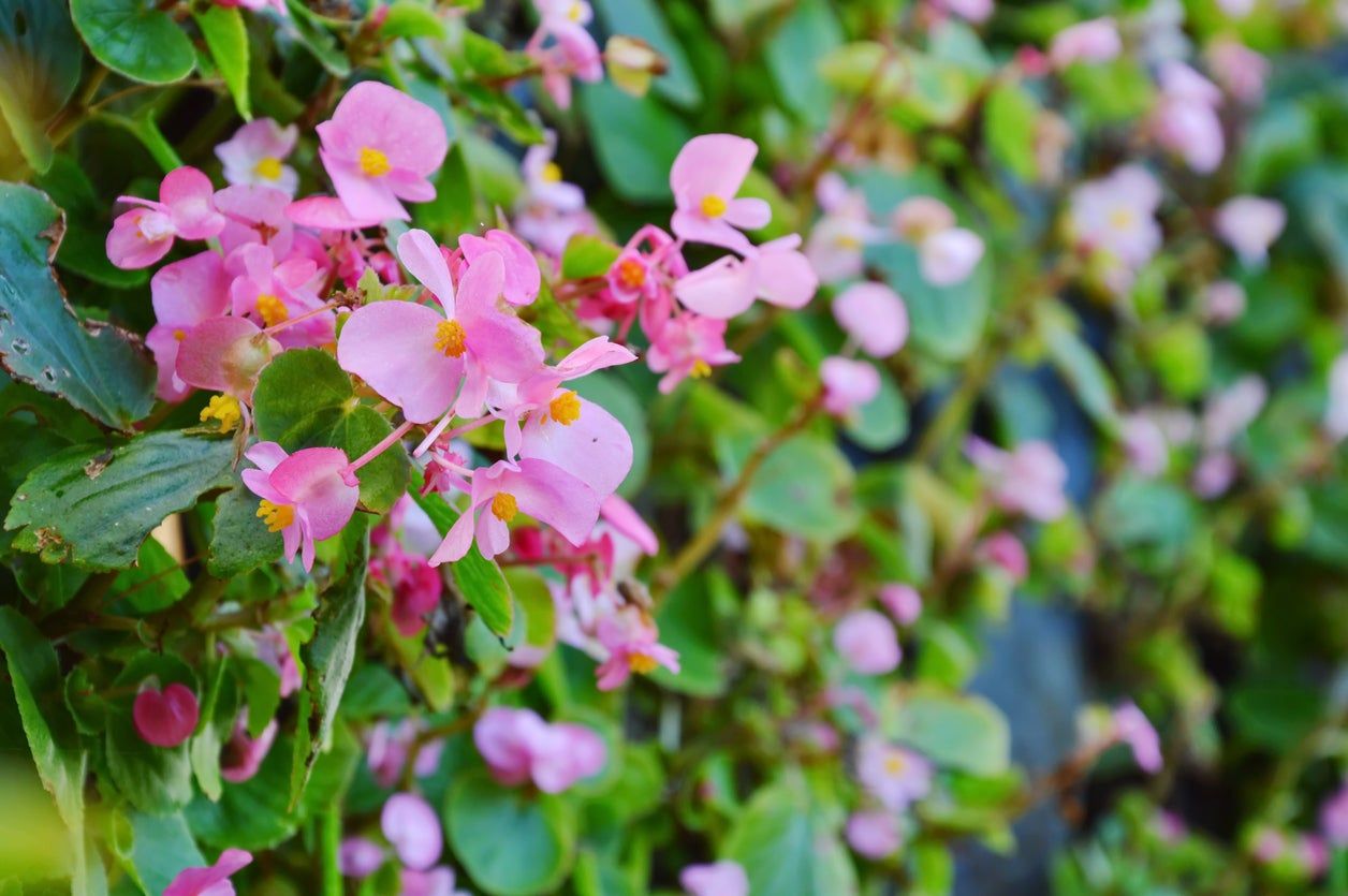 Pink Tuberour Begonia Flowers