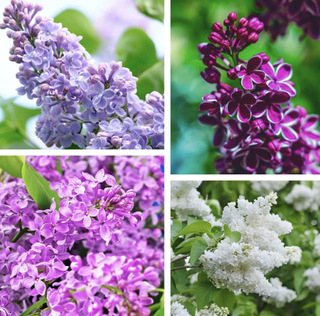 mixed lilac flowers