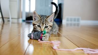 Kitten plays with toy mouse.