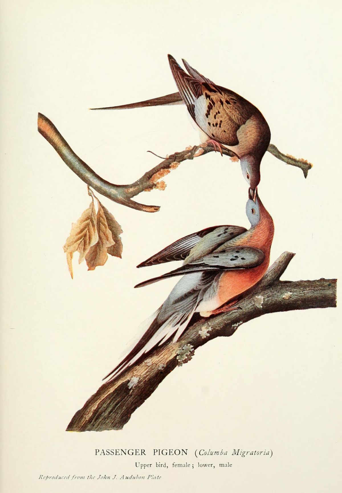 Passenger pigeon painting by naturalist and artist John James Audubon