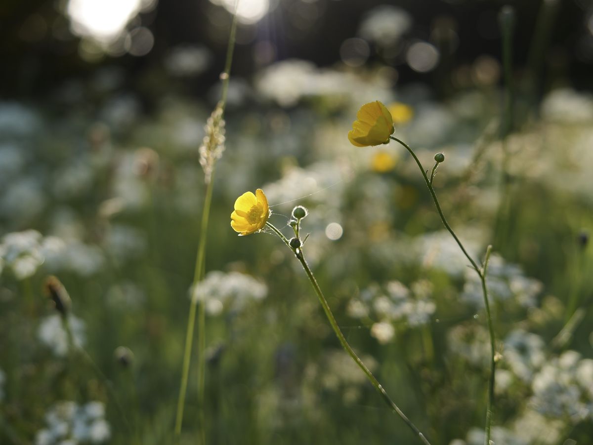 Sample image taken with the Panasonic Lumix L10; wildflowers at first light
