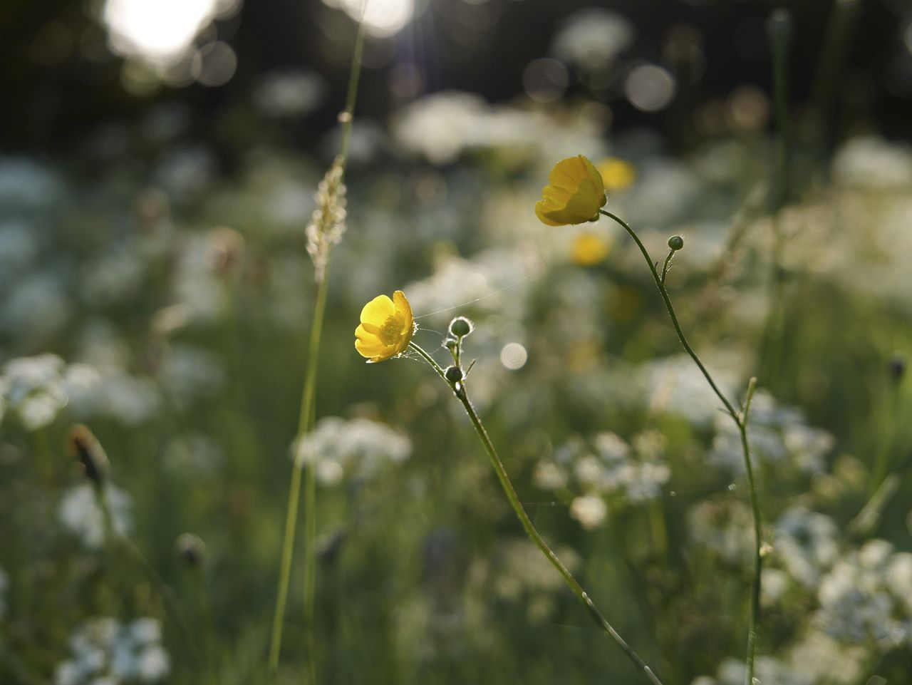 Sample image taken with the Panasonic Lumix L10; wildflowers at first light