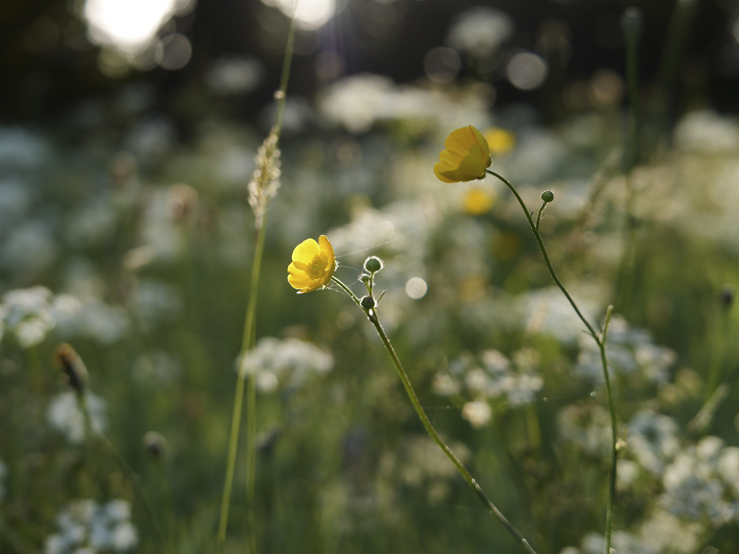 Sample image taken with the Panasonic Lumix L10; wildflowers at first light
