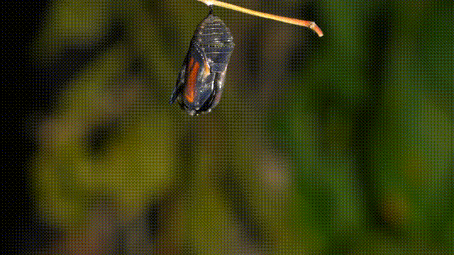 a time lapse animation of a monarch butterfly emerging from its chrysalis