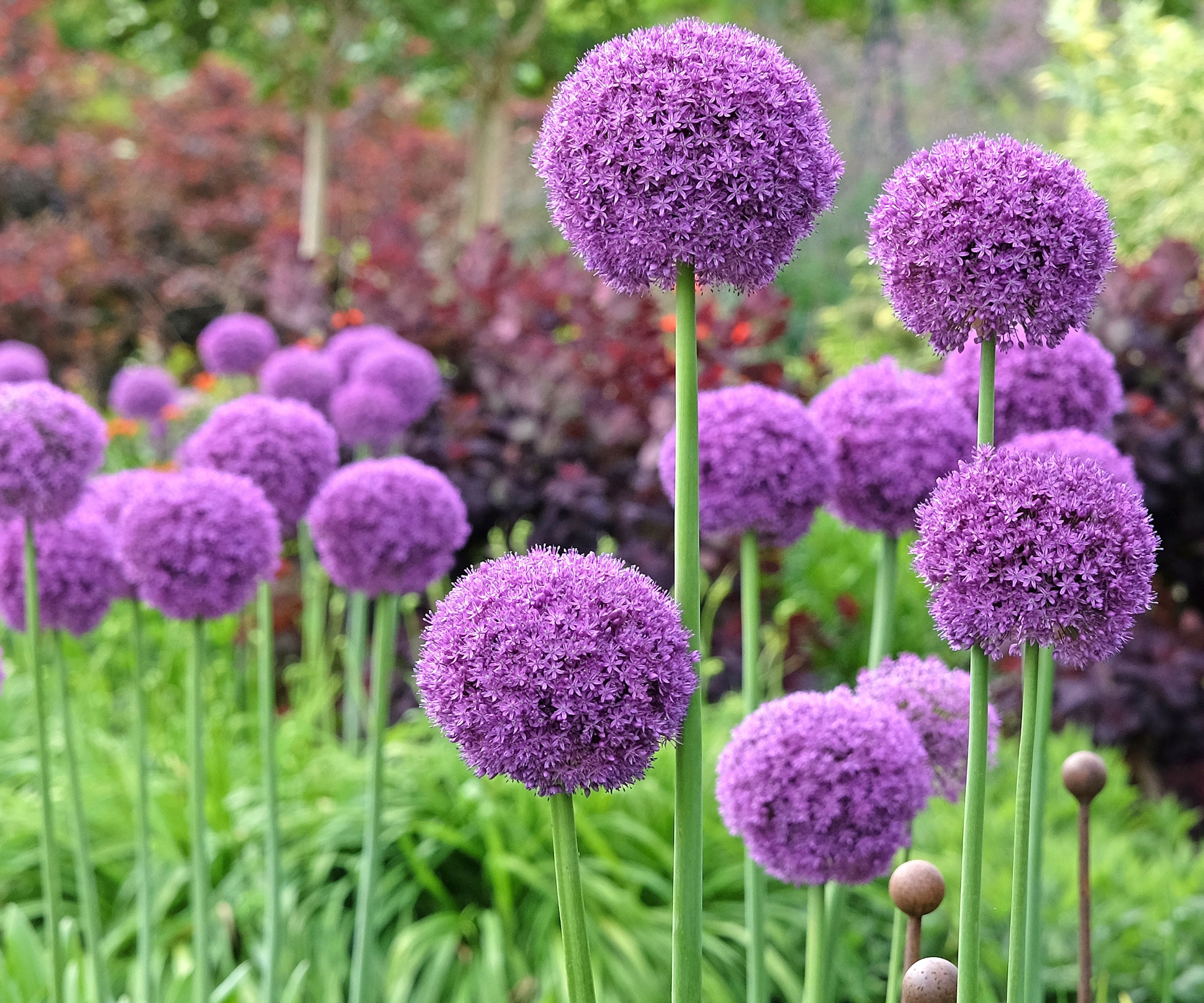 purple allium flowers in garden border