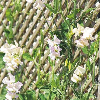 Sweet peas growing on trellis in garden