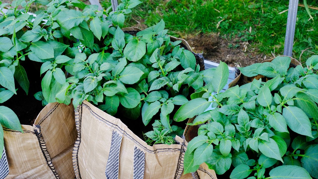 Potato plants growing in bags