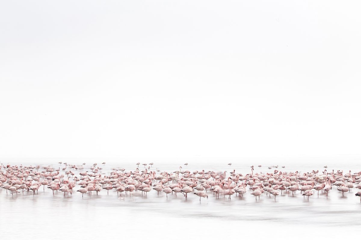 &copy; Alessandra Meniconzi, Switzerland, 1st Place, Open, Wildlife, 2017 Sony World Photography Awards