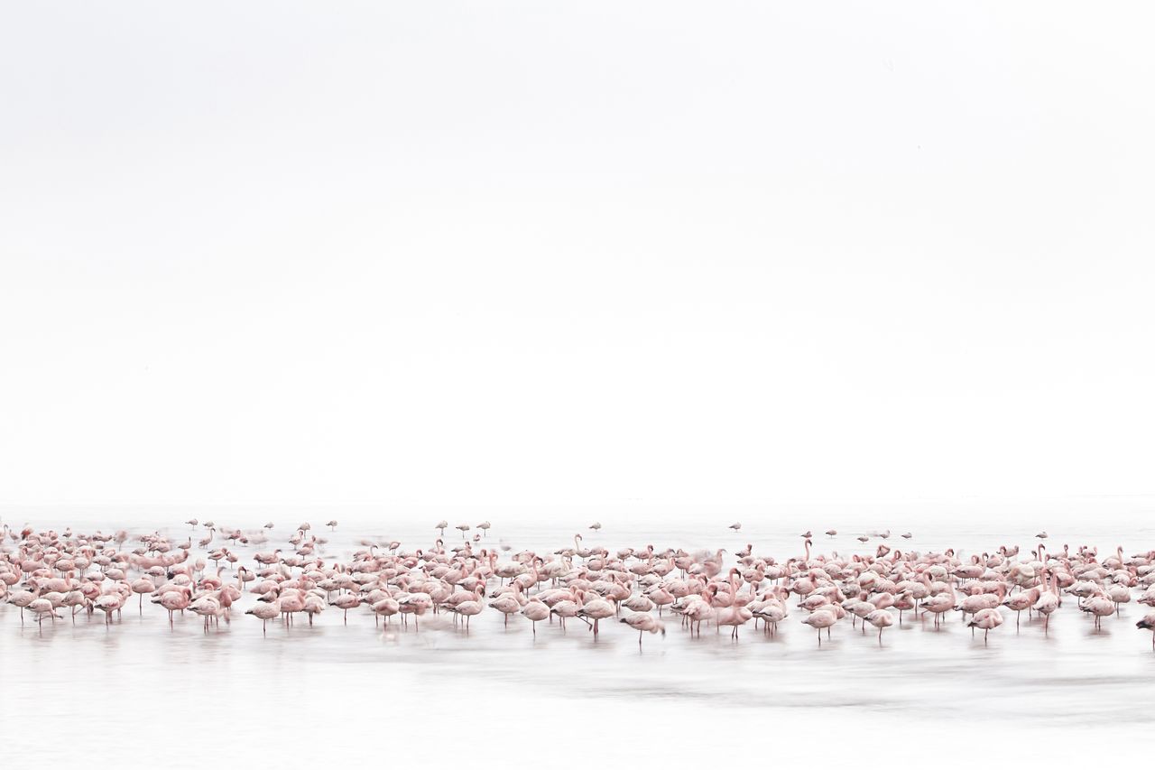 &copy; Alessandra Meniconzi, Switzerland, 1st Place, Open, Wildlife, 2017 Sony World Photography Awards