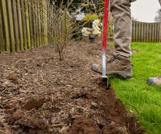 Man using an edging tool to edge mulch bed with witch hazel bush behind
