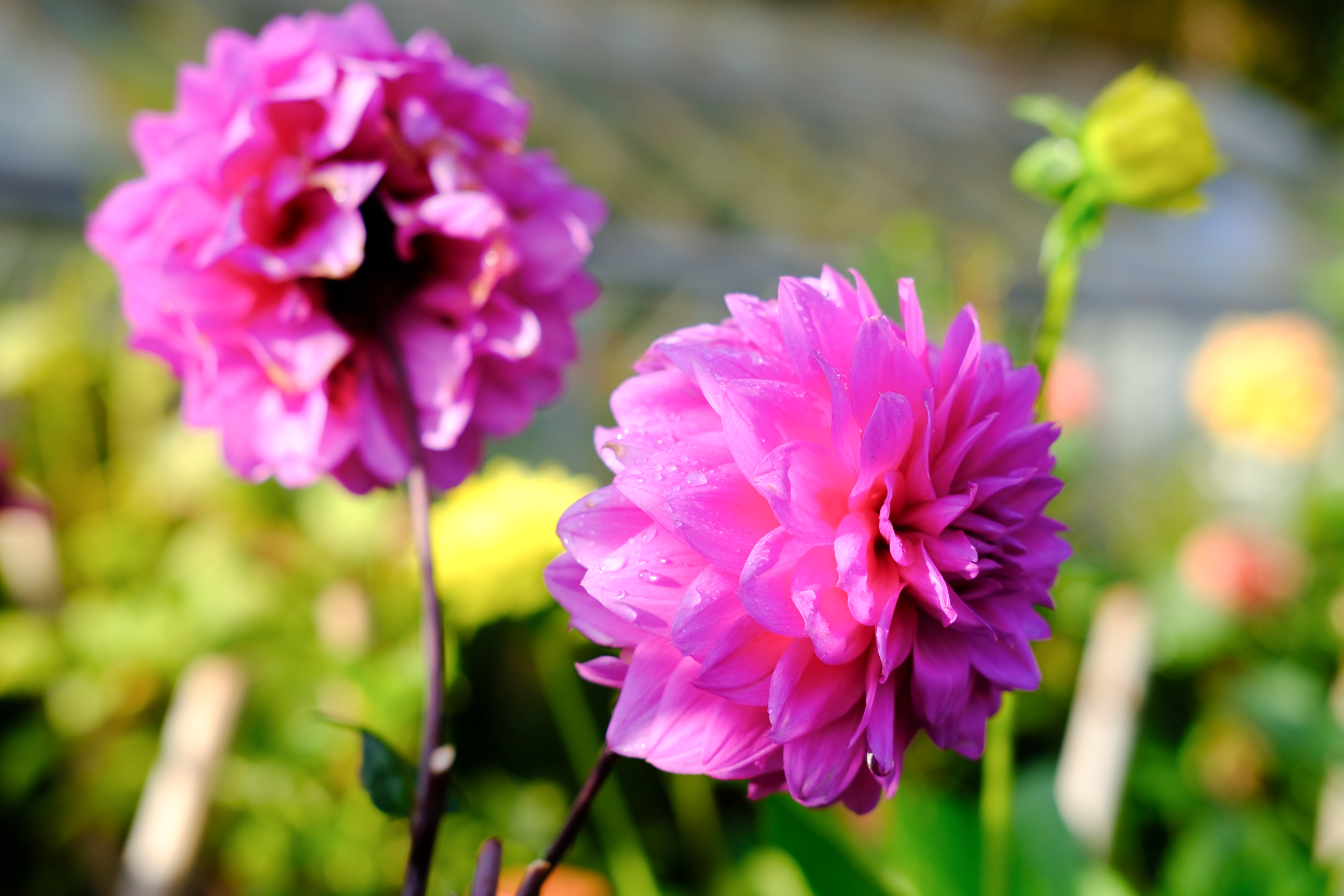 A photo of a dew-covered pink flower.