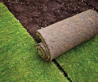 A roll of new turf being laid on freshly prepared soil in a garden