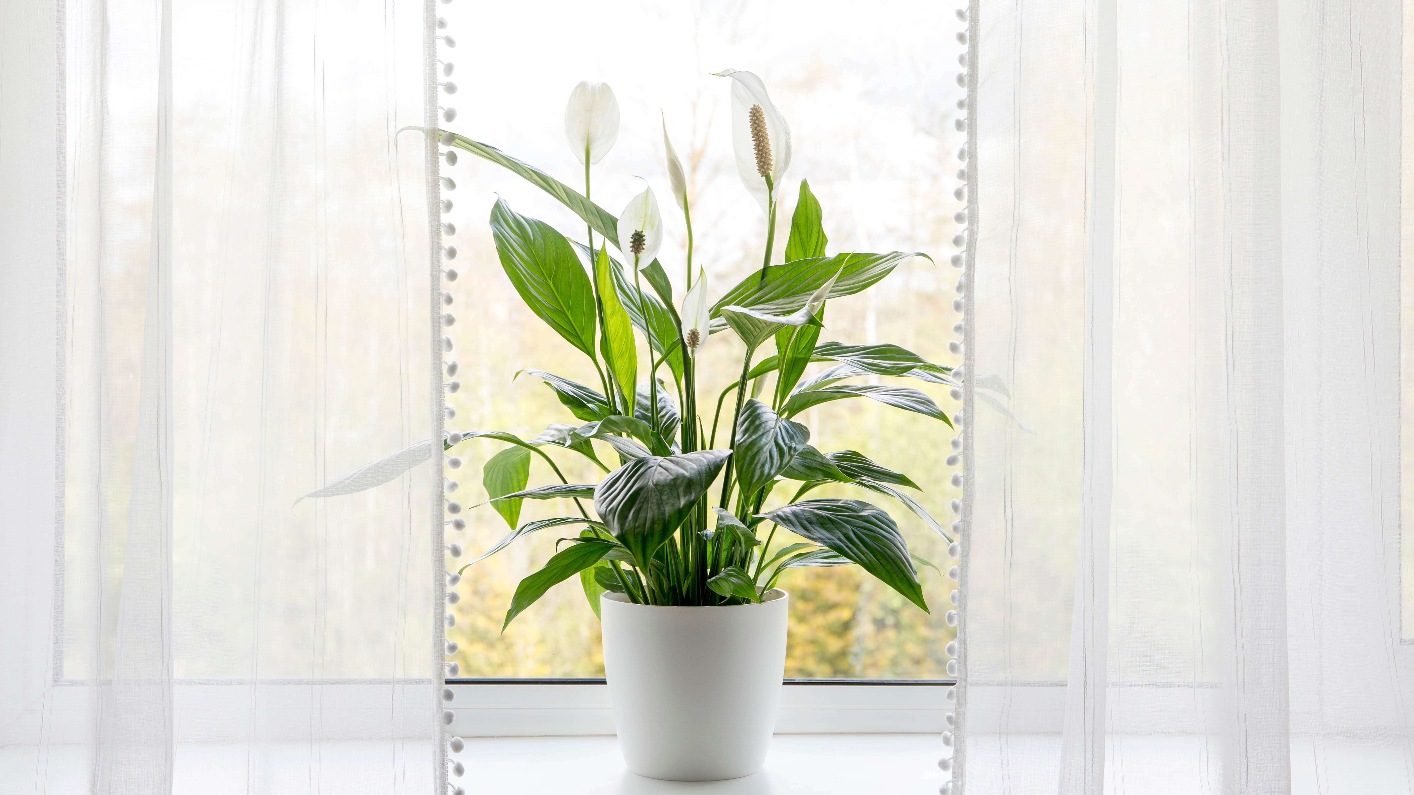 A lily of peace blooming on the windowsill with the curtains open