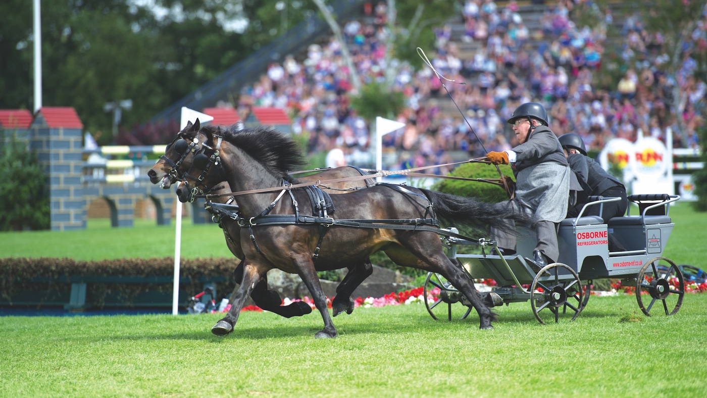 Scurry ponies at Royal International.