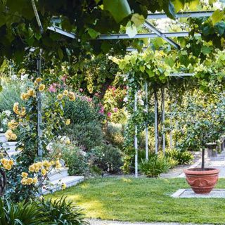 A terrace with vine-covered pergola, climbing roses and lemon tree in a pot. Romantic rose garden, summer residence of Elena Piletra. Villa near Lucca in Tuscany, Italy.