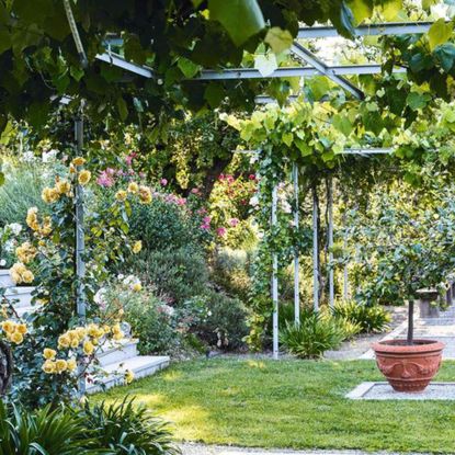 When to prune a climbing rose, according to Monty Don | Ideal Home