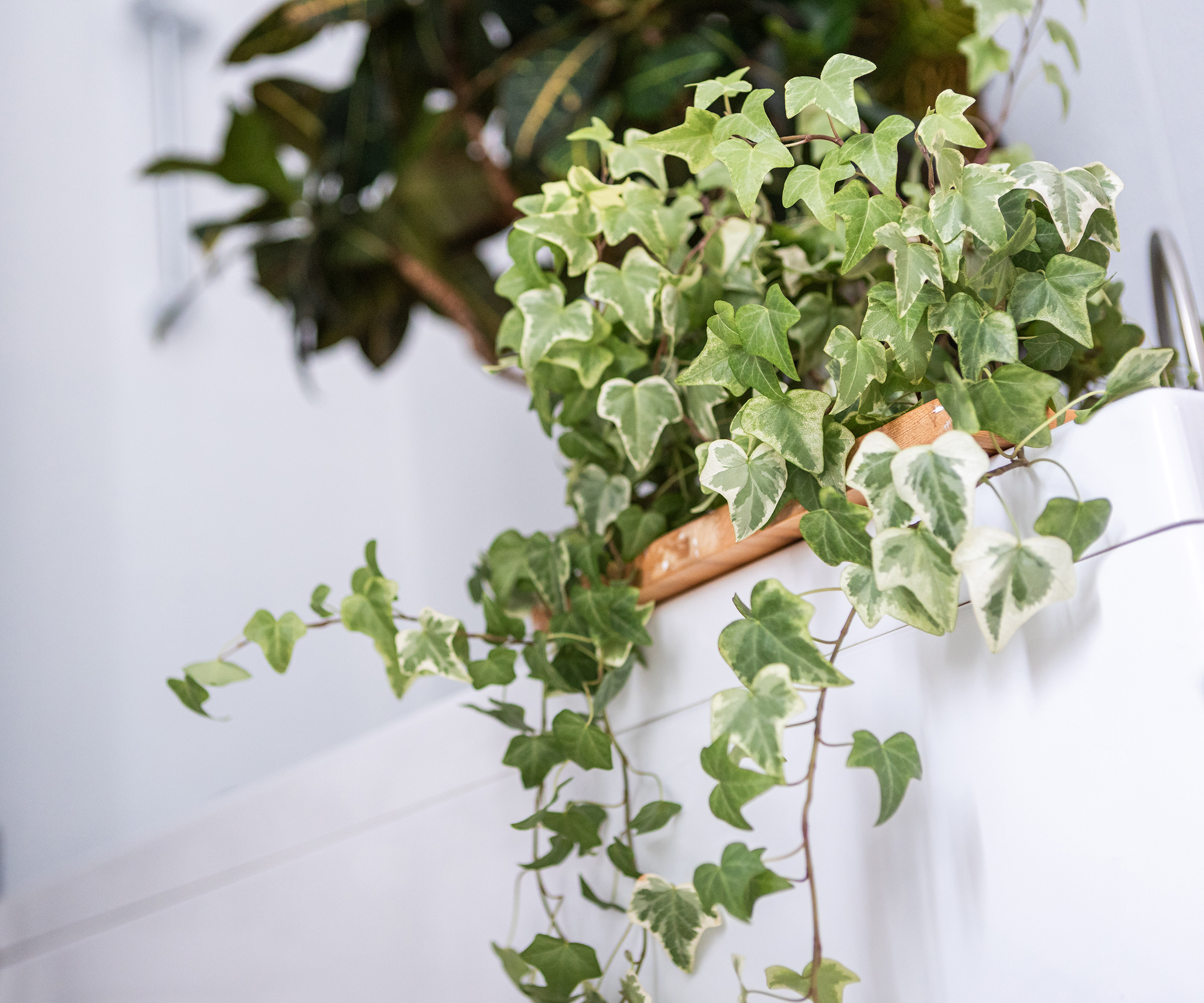 Close-up view of an English ivy houseplant on a shelf in a bright white minimalist interior