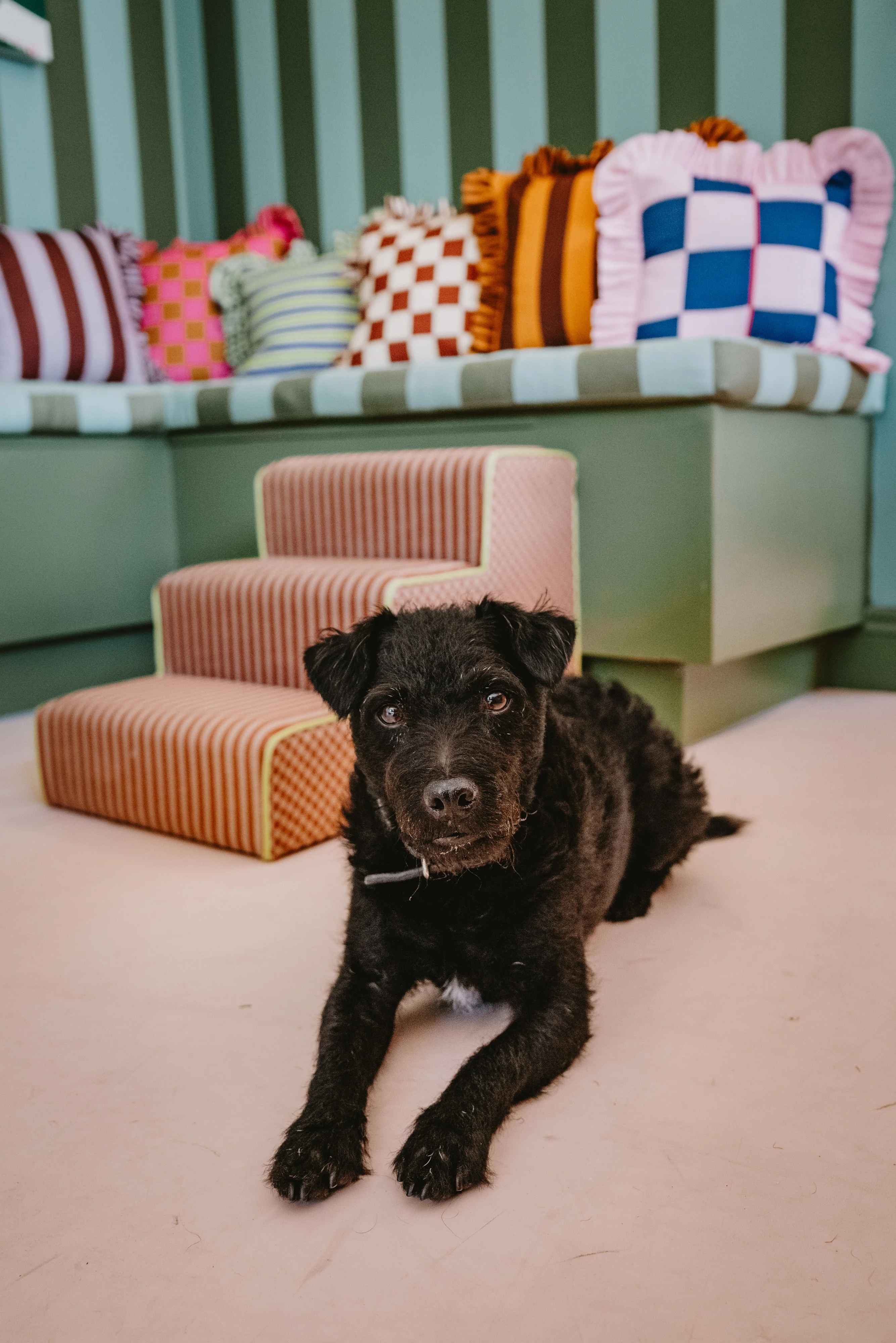 Colours of Arley bespoke pet steps