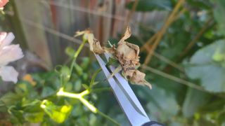 Fiskars pruning snips, deadheading a flowering plant.