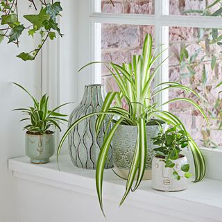 spider plant and ivy in pots on window sill