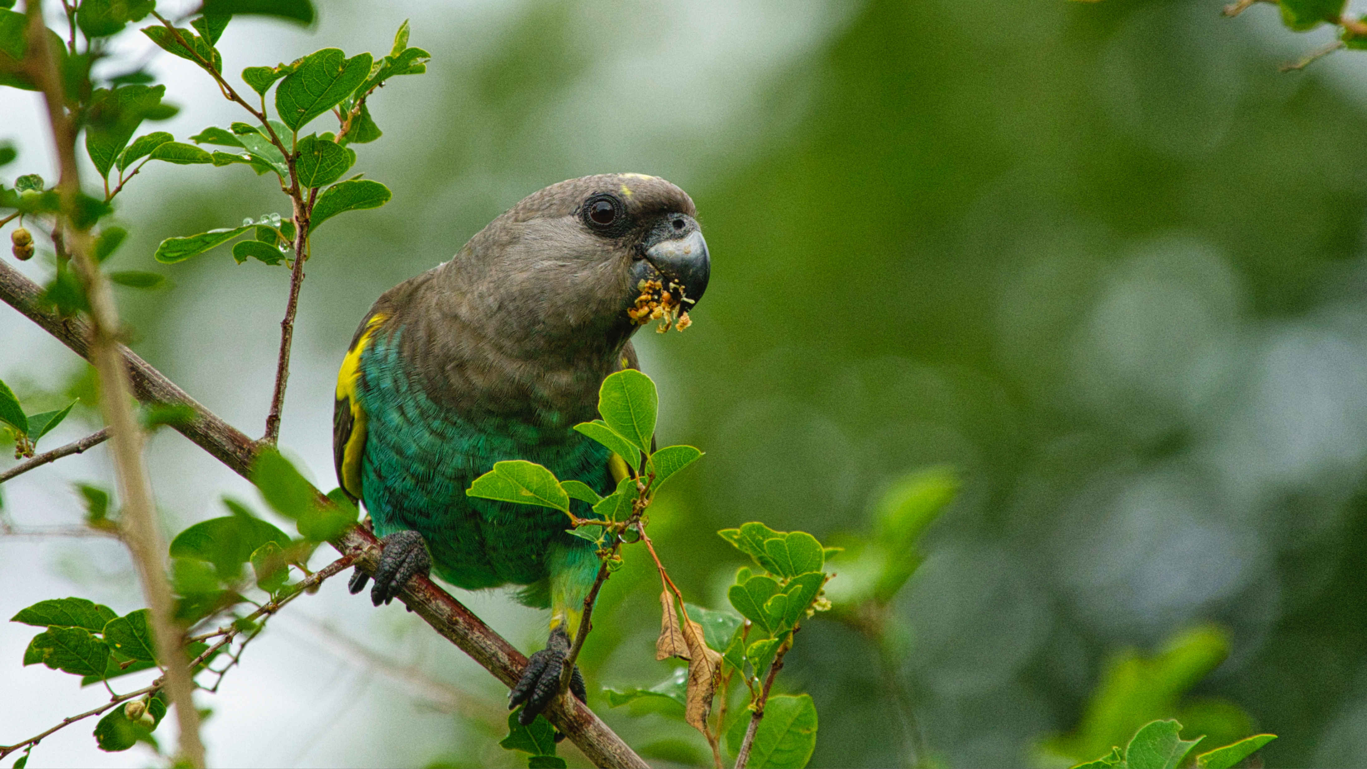 Meyer's Parrot