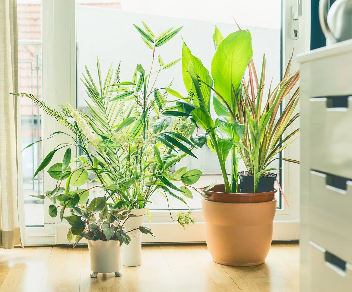 Houseplants growing near a window