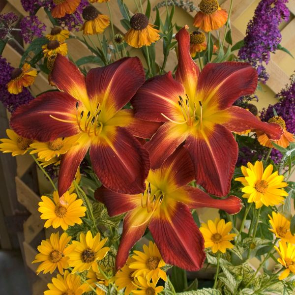 Rainbow Rhythm&amp;reg; Ruby Spider Daylily
