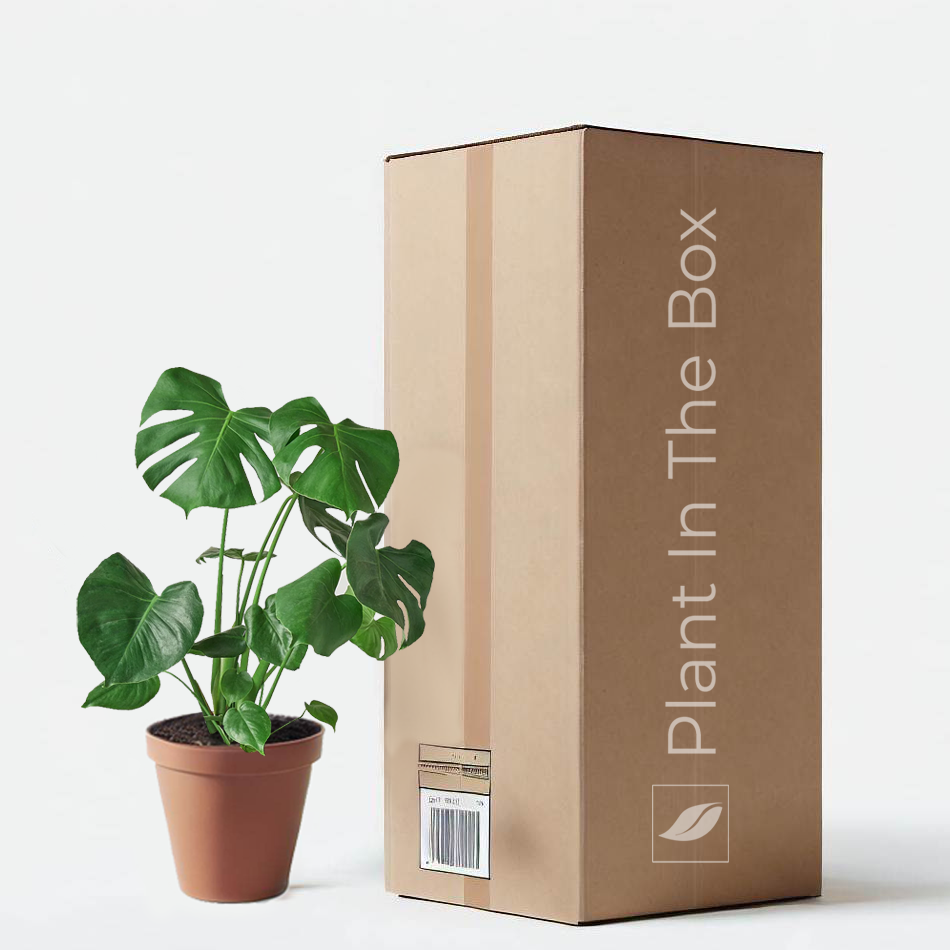 Monstera Deliciosa (nursery Pot) - Small