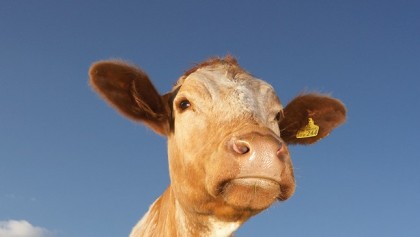 Wildlife photography