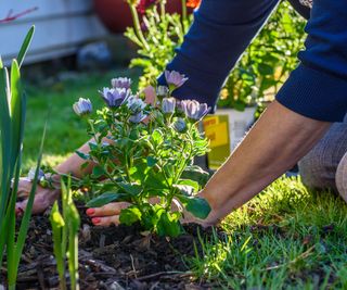 Woman mulching around spring flowers with bark chippings to prevent weeds
