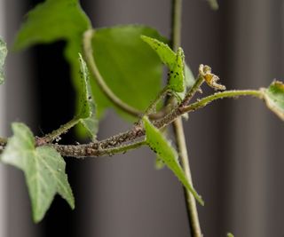 Houseplant pests