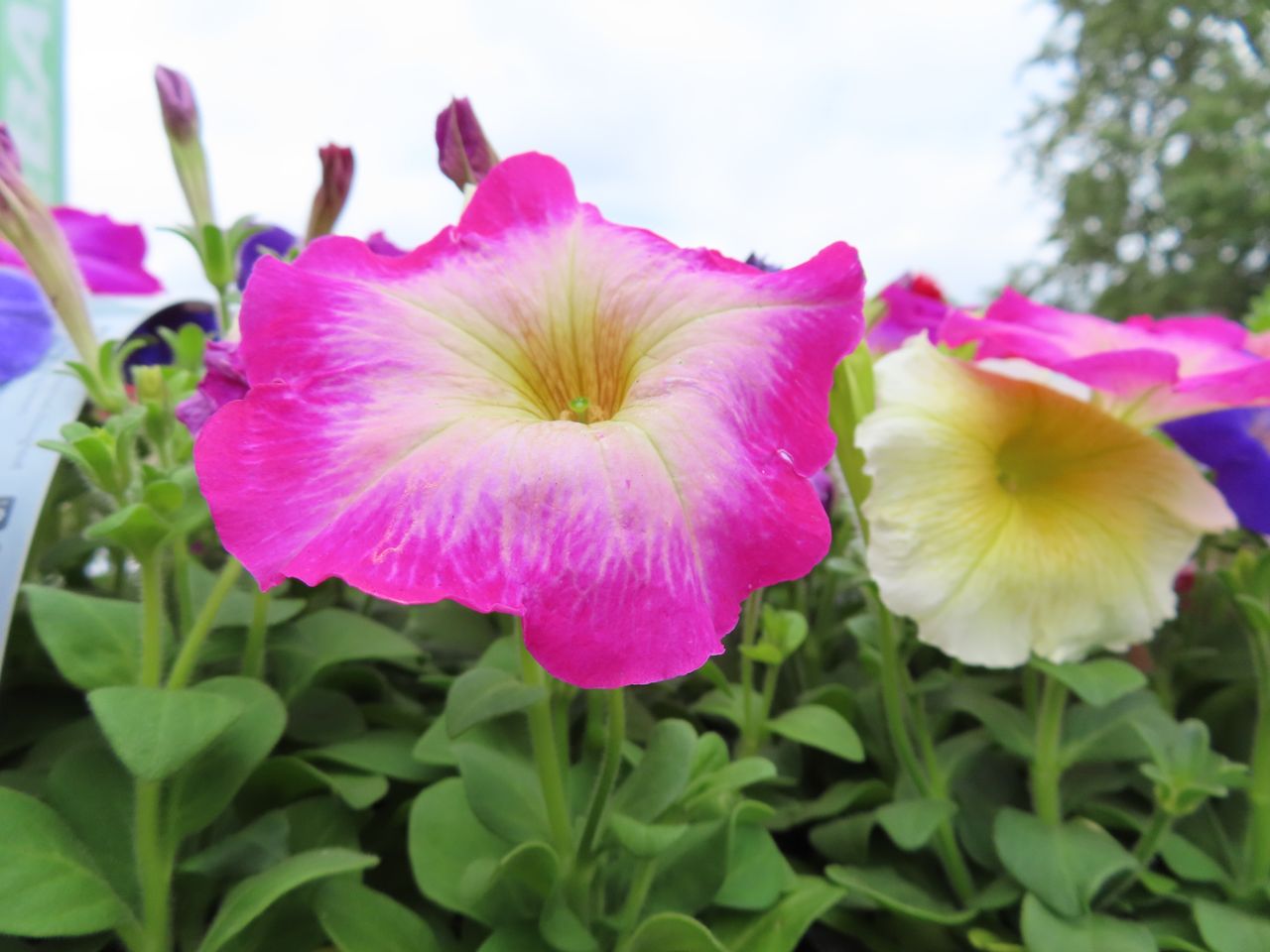 Sample image taken with the Canon PowerShot SX740