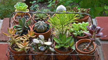 How to grow succulents