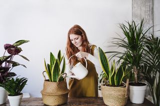 A woman watering several plants with a white watering can.