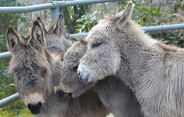 The Donkey Sanctuary 4 Foals i