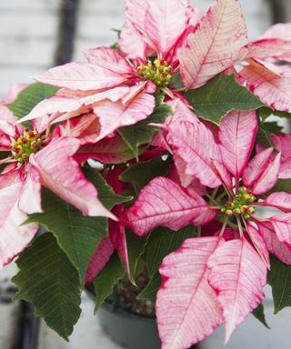 Pink and white variegated poinsettia plant