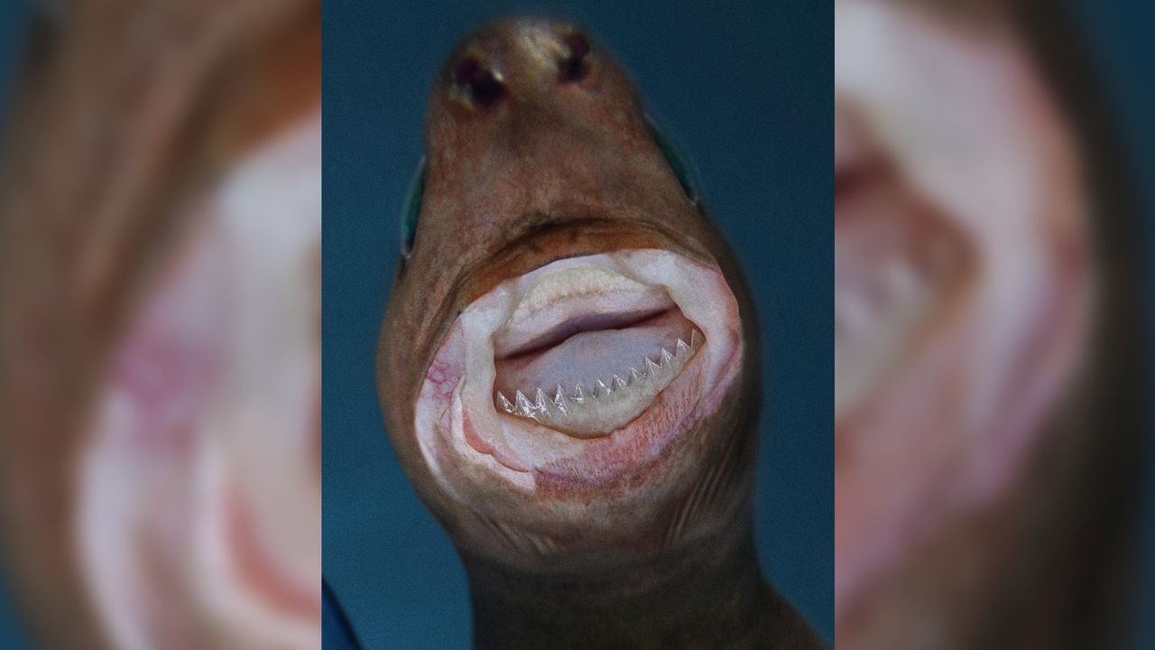 A close up of a cookiecutter shark motuh.