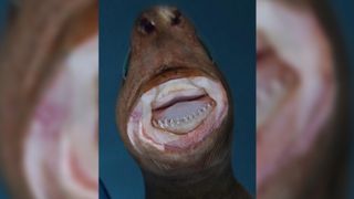 Creepy cookiecutter sharks terrorize animals of all sizes | Live Science