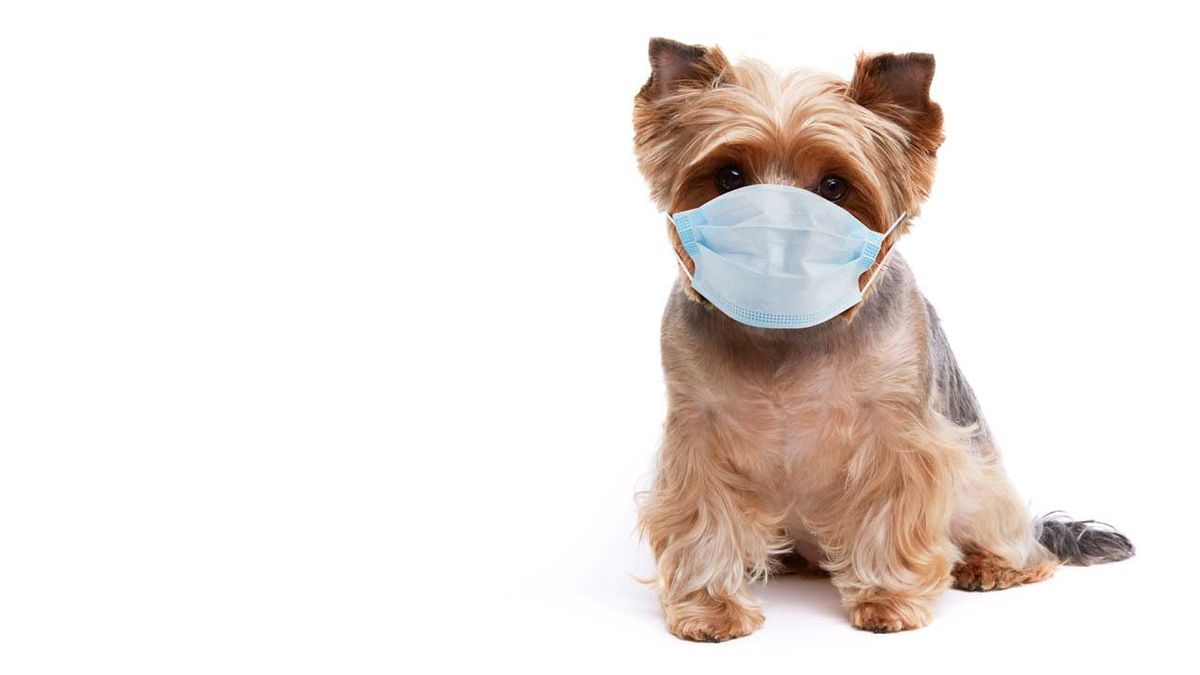 A puppy wearing a medical mask