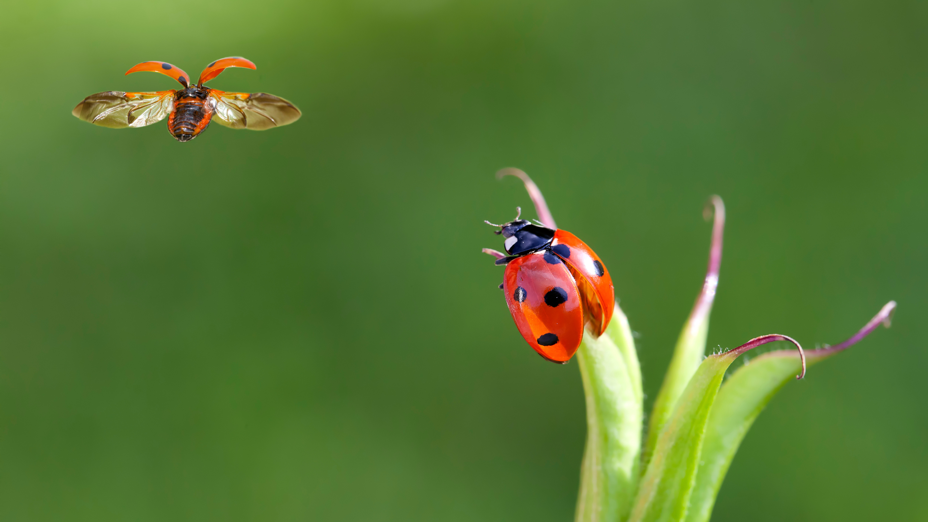 Close-up image of two ladybirds. One in flight and the other on a lead.